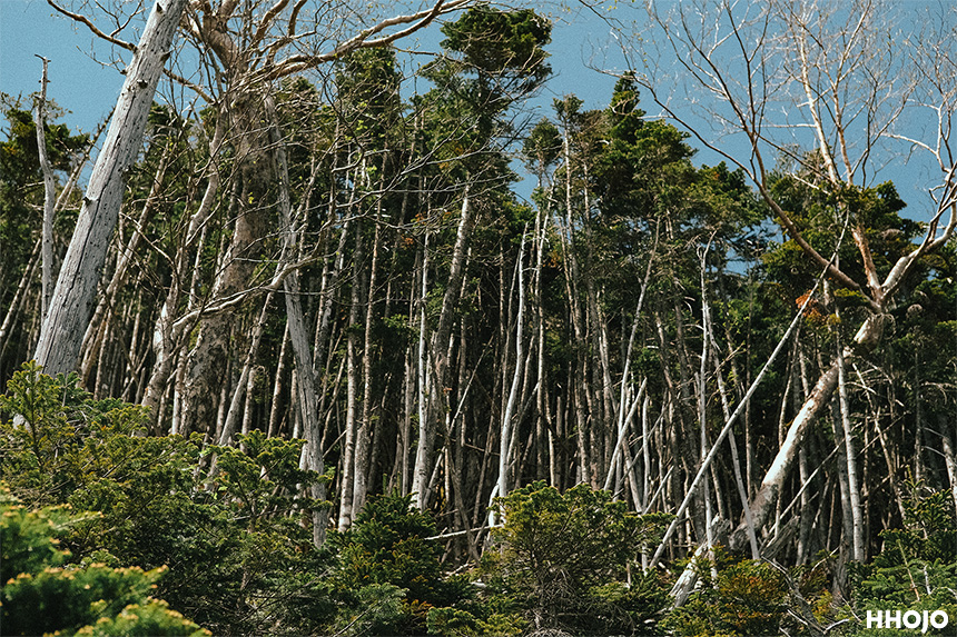 北横岳自然画像3