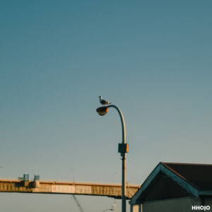 miura_peninsula_misaki_port_main_img