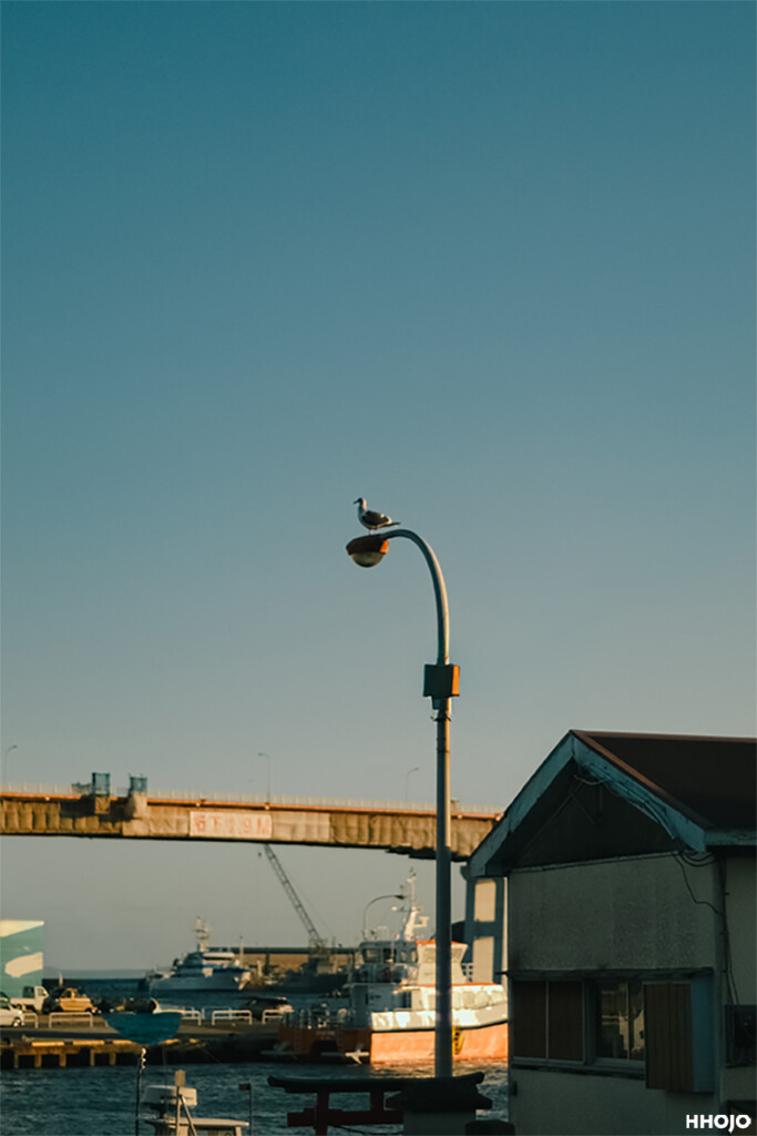 三浦半島_三崎港_写真14